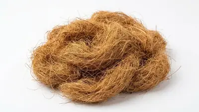 Fibra de coco bristle a granel da Carve Substratos